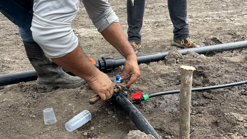 Técnico de La Proveeduría Agrícola instalando un sistema de riego por goteo