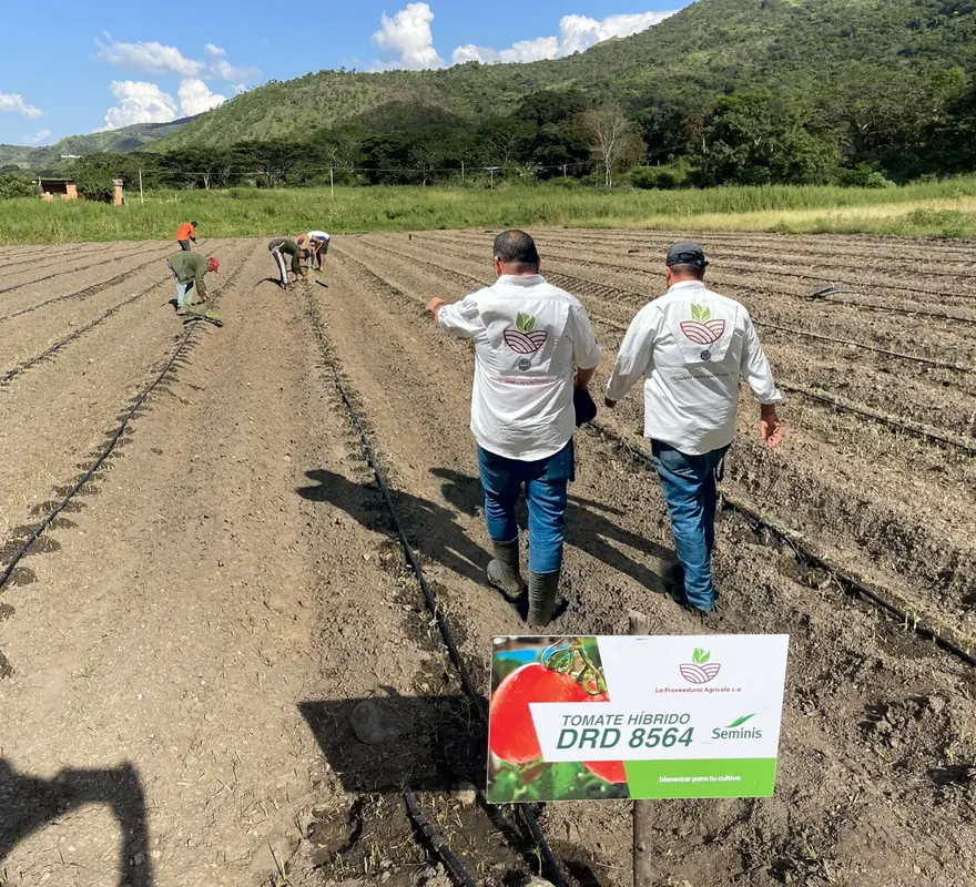 Equipo técnico de La Proveeduría Agrícola recorriendo un cultivo de tomate con riego por goteo en Venezuela